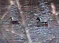 thumb_Ducks_Fcreek_04_12_02ww.jpg