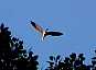 thumb_Heron01ww.jpg
