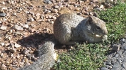 CanyonSquirrel-thumb1