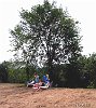 GreyFox 07 18 08 FRobbins-004