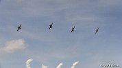 NYAirshow 8-29-15 FredRobbins-151