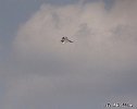 NYAirshow 8-29-15 FredRobbins-209