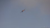 NYAirshow 8-29-15 FredRobbins-225