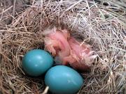 RobinsNest_5-26-11