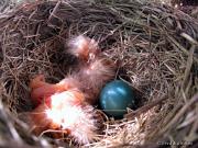 RobinsNest_5-27-11