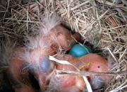 RobinsNest_5-28-11