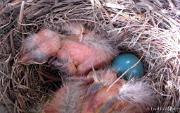 RobinsNest_5-29-11