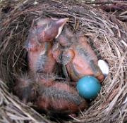 RobinsNest_5-30-11