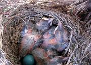 RobinsNest_5-31-11