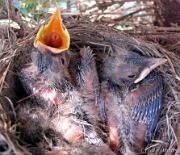 RobinsNest_6-01-11