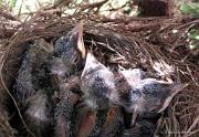 RobinsNest_6-02-11
