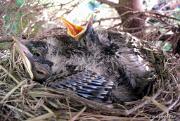 RobinsNest_6-03-11