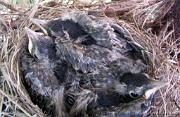 RobinsNest_6-04-11