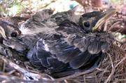 RobinsNest_6-05-11