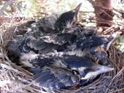 RobinsNest_6-06-11