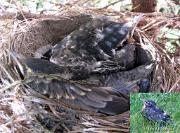 RobinsNest_6-07-11