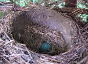 RobinsNest_6-08-11