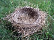 RobinsNest_6-09-11-1