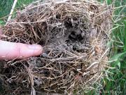 RobinsNest_6-09-11-4