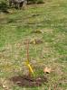 Planting-CreekBend_04_21_06-0018.jpg 56.1K