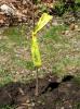 Planting-CreekBend_04_21_06-0019.jpg 60.1K