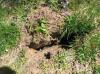 Planting-CreekBend_04_21_06-0051.jpg 119.9K