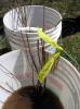 Planting-CreekBend_04_21_06-0065.jpg 32.5K
