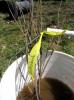 Planting-CreekBend_04_21_06-0066.jpg 41.0K