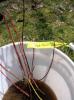 Planting-CreekBend_04_21_06-0067.jpg 43.0K