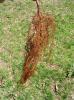 Planting-CreekBend_04_21_06-0076.jpg 68.9K