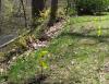 Planting-CreekBend_04_21_06-0080.jpg 106.0K