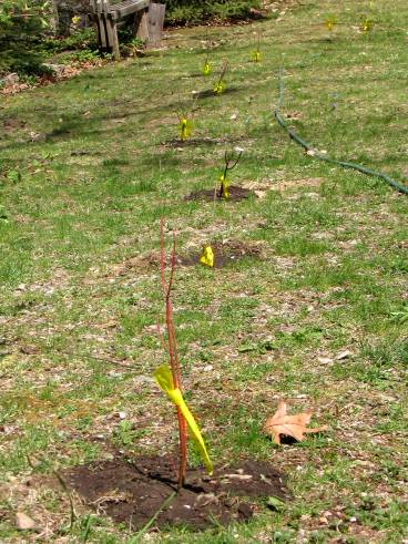 Planting-CreekBend_04_21_06-0018.jpg 56.1K