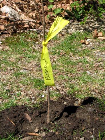 Planting-CreekBend_04_21_06-0019.jpg 60.1K