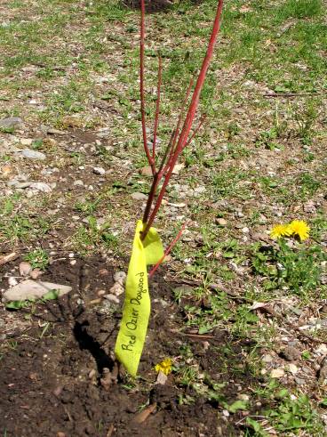 Planting-CreekBend_04_21_06-0020.jpg 63.6K