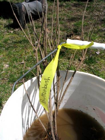 Planting-CreekBend_04_21_06-0066.jpg 41.0K