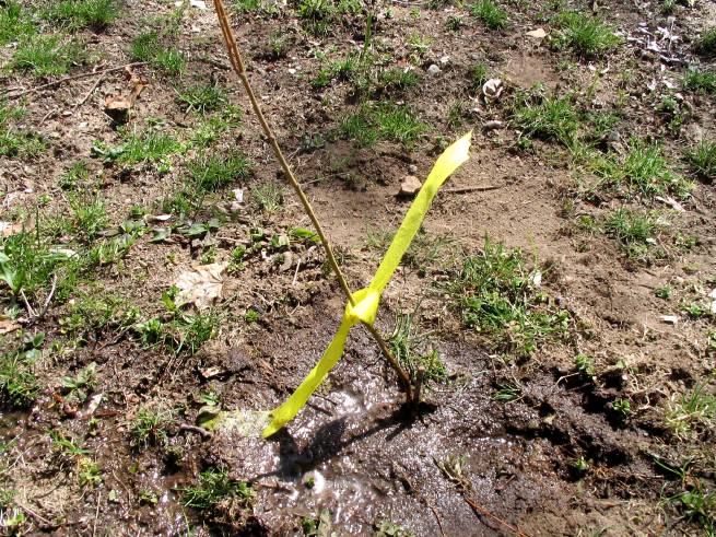 Planting-CreekBend_04_21_06-0070.jpg 124.7K