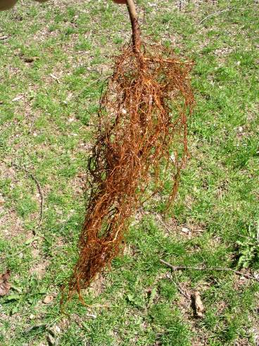 Planting-CreekBend_04_21_06-0076.jpg 68.9K