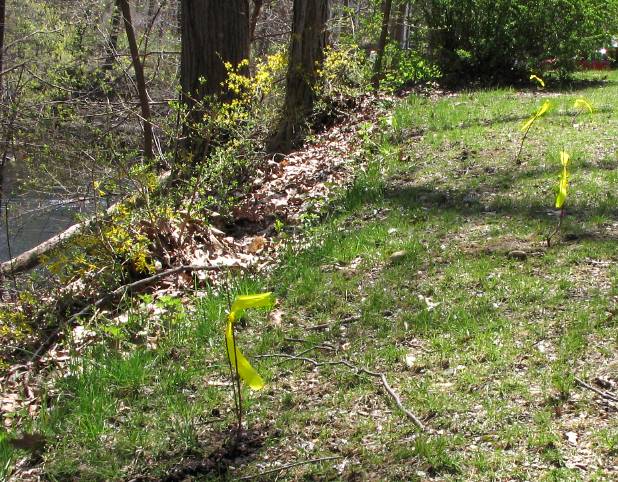 Planting-CreekBend_04_21_06-0080.jpg 106.0K