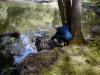 FC01_Imp-C_06_23_04-016.jpg 62.2K