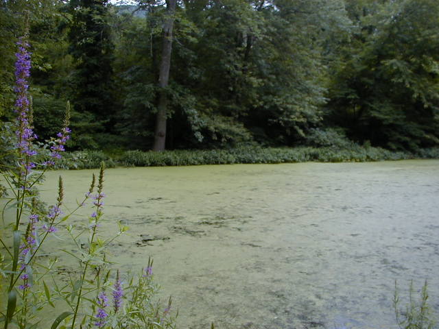 FC05_07_18_04-005.JPG 59.4K