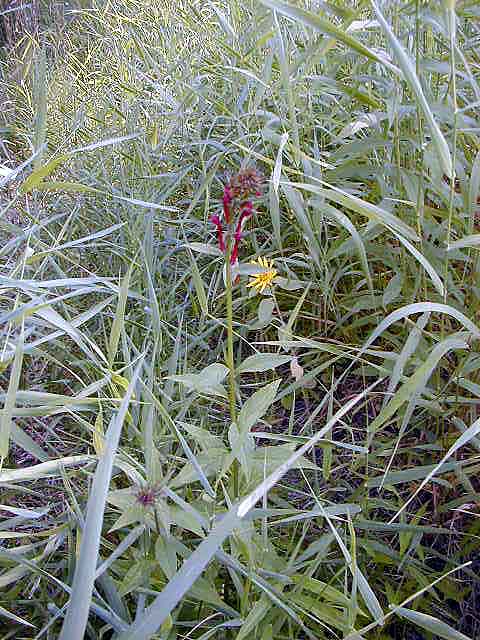FC09-2_07_21_04-003.jpg 92.8K