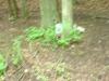 FC24_05_25_04-050.jpg 34.6K